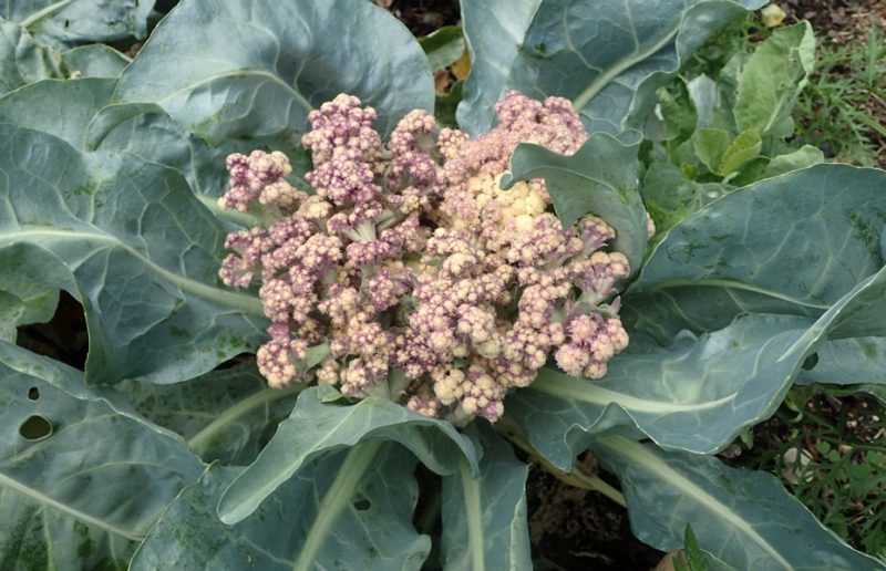 Kung ang cauliflower ay namumulaklak, ano ang gagawin dito at maaari ba itong kainin?