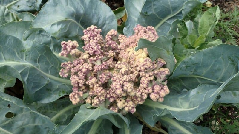 Cauliflower does not set in open ground: why does this happen and what to do