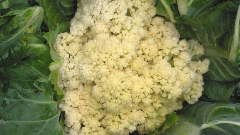 Cauliflower does not set in open ground: why does this happen and what to do