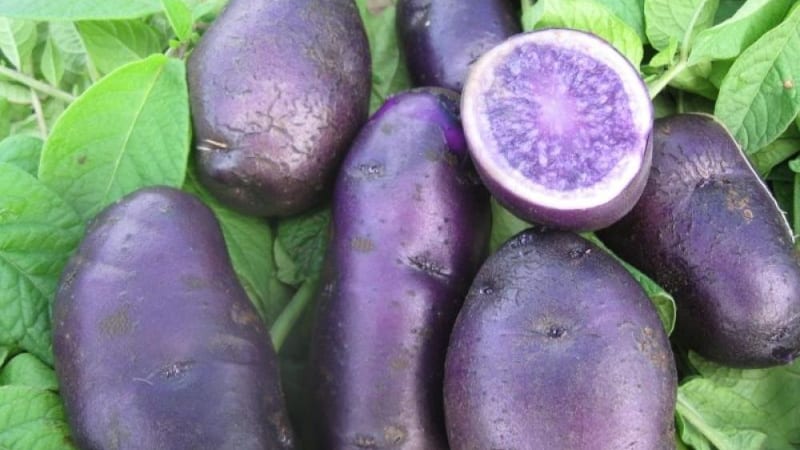 Propiedades útiles, características de cultivo y descripción de la variedad de papa morada.