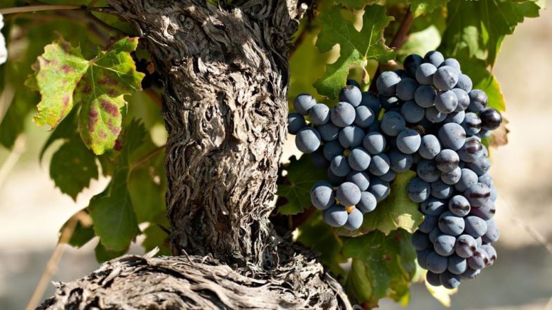 องุ่นพันธุ์ Garnacha (Grenache) ที่ให้ความร้อนและให้ผลผลิตสูง