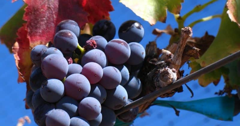 Sıcağı seven, yüksek verimli üzüm çeşidi Garnacha (Grenache)