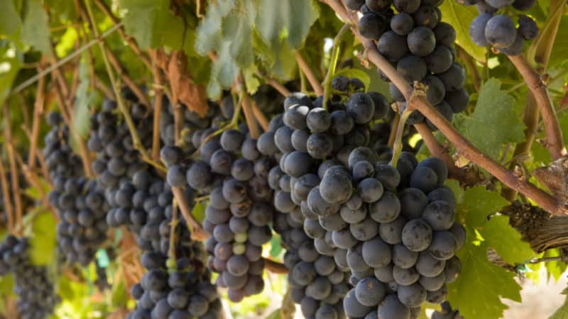 Variedade de uva Garnacha (Grenache), amante do calor e de alto rendimento