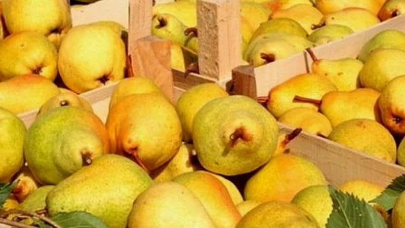 Where and how to store pears correctly so that they do not spoil