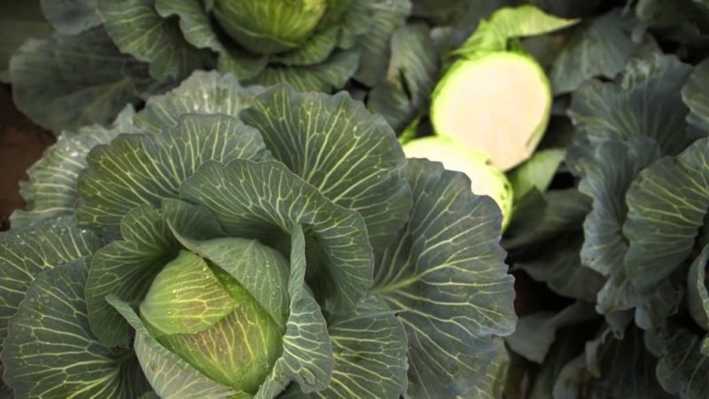 High-yielding unpretentious cabbage hybrid Kilaton f1