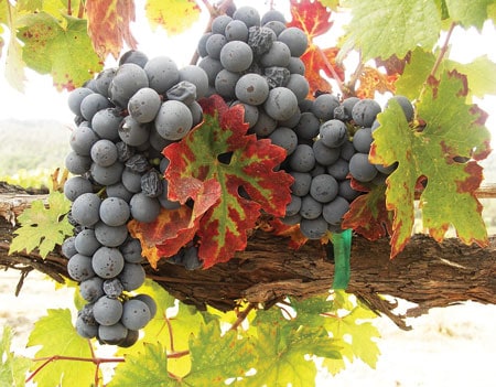 Hybrid red grape Pinotage