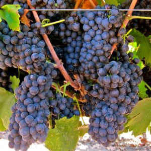 Hybrid red grape Pinotage