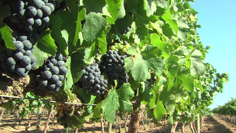 Hibrit kırmızı üzüm Pinotage