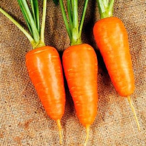 High-yielding carrot hybrid Boltex with excellent taste