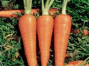 High-yielding carrot hybrid Boltex with excellent taste