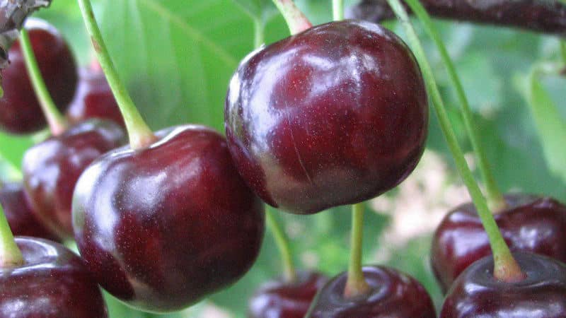 Hybrid třešní a sladkých třešní Miracle Cherry