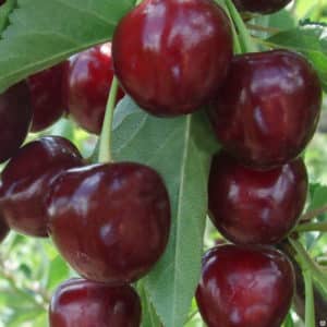 Hybrid ng seresa at matamis na seresa Miracle Cherry