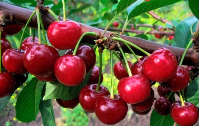 Sự kết hợp giữa anh đào và anh đào ngọt Miracle Cherry