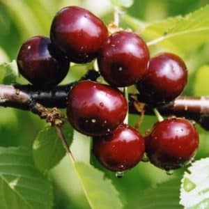 Sự kết hợp giữa anh đào và anh đào ngọt Miracle Cherry