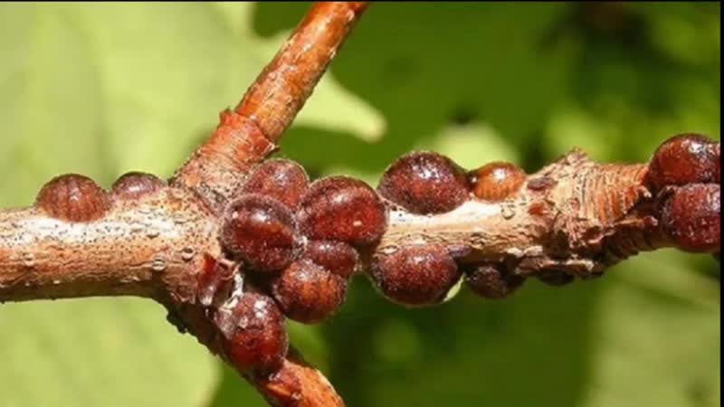 Hybrid třešní a sladkých třešní Miracle Cherry