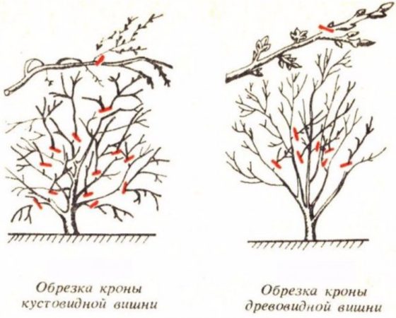 Hybryda wiśni i czereśni Miracle Cherry