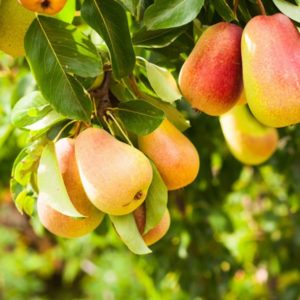 The best summer pear varieties: description and characteristics