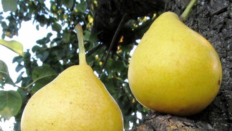 The best summer pear varieties: description and characteristics