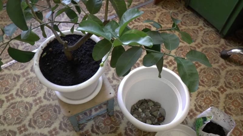 How to properly replant a lemon at home