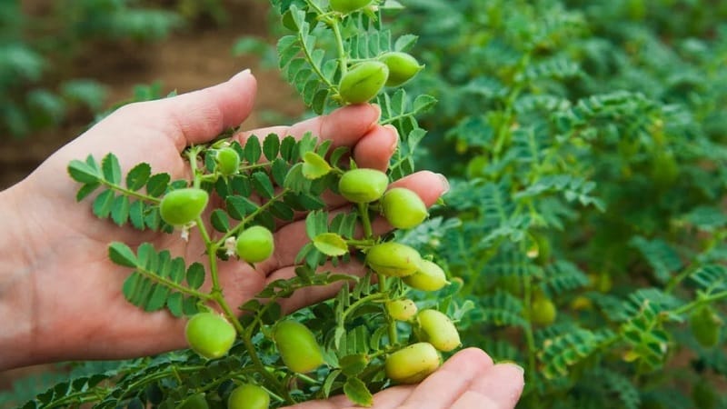 Como o grão de bico cresce na natureza e no local