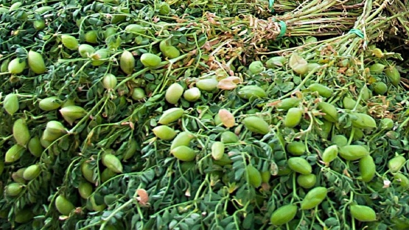 Como o grão de bico cresce na natureza e no local