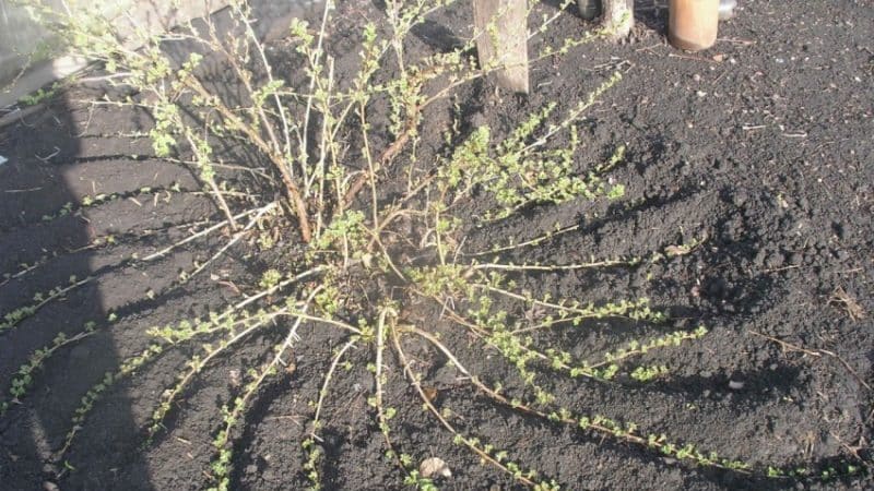 Alt om å plante stikkelsbær med lukkede og åpne rotsystemer