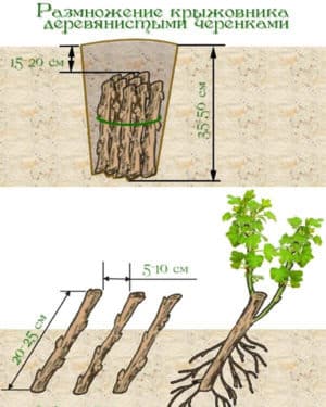 Cách nhân giống cây lý gai - bằng mọi cách