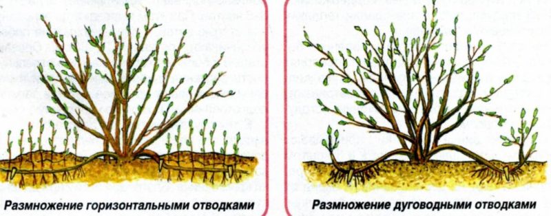 Allt om att plantera krusbär med slutna och öppna rotsystem