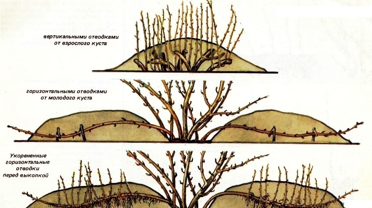 How gooseberries propagate - all the ways