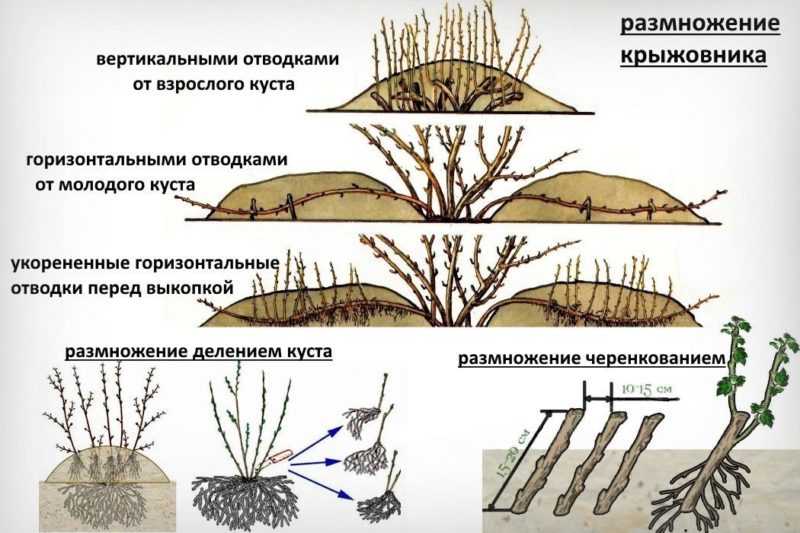 Cách nhân giống cây lý gai - bằng mọi cách