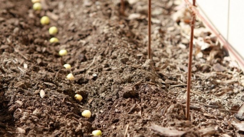 Come coltivare i fagioli all'aperto