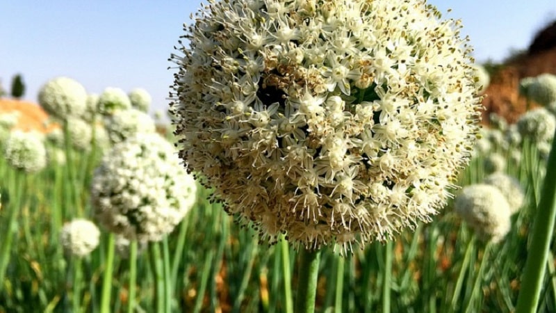 Wie man Nigella-Zwiebeln aus Samen züchtet