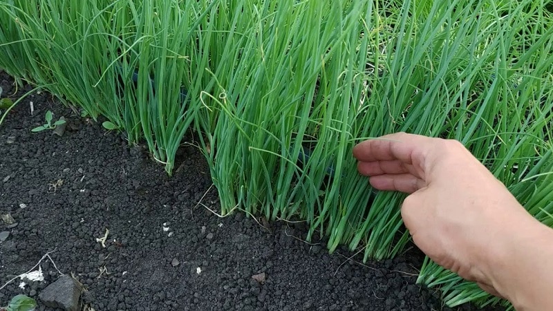 Kuinka kasvattaa nigella-sipulia siemenistä