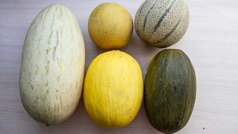 What are the types and varieties of melons?