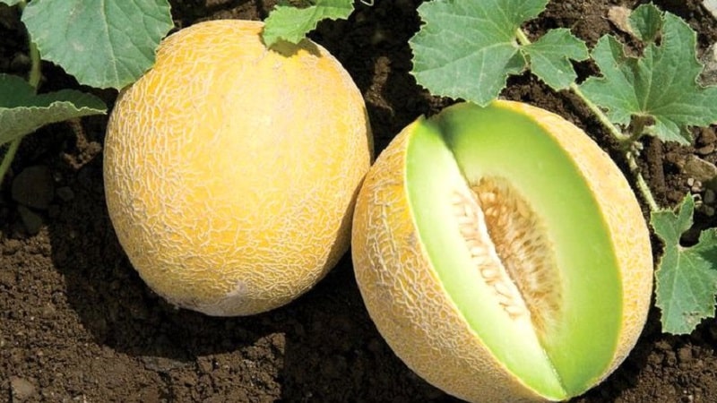 What are the types and varieties of melons?