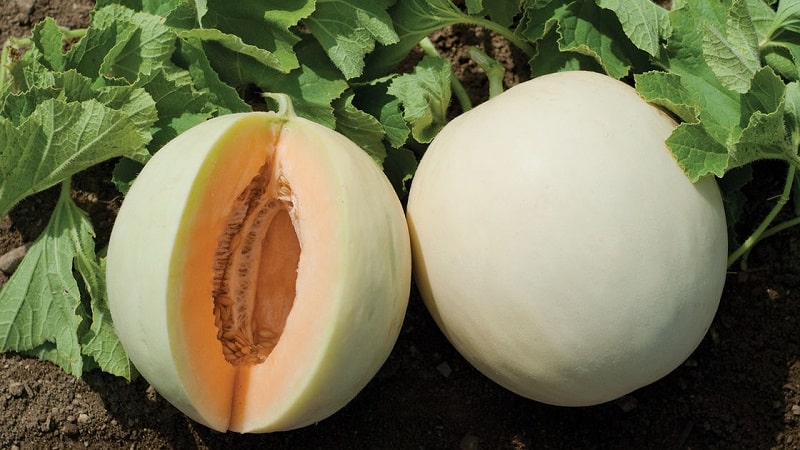 What are the types and varieties of melons?