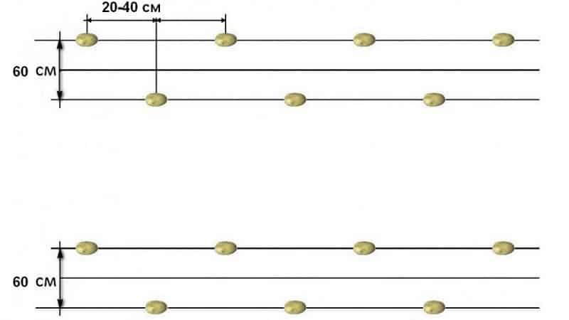 Khoảng cách giữa các hàng khi trồng khoai tây là bao nhiêu?