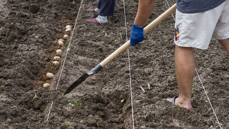 Quelle est la distance entre les rangs lors de la plantation de pommes de terre ?