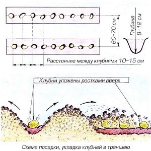 Khoảng cách giữa các hàng khi trồng khoai tây là bao nhiêu?