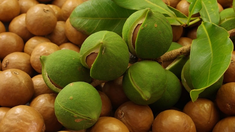 Wie schmeckt und riecht Macadamianuss und wie isst man sie richtig?