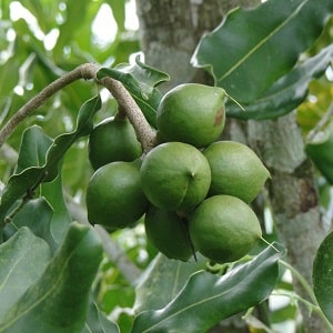 Wie schmeckt und riecht Macadamianuss und wie isst man sie richtig?