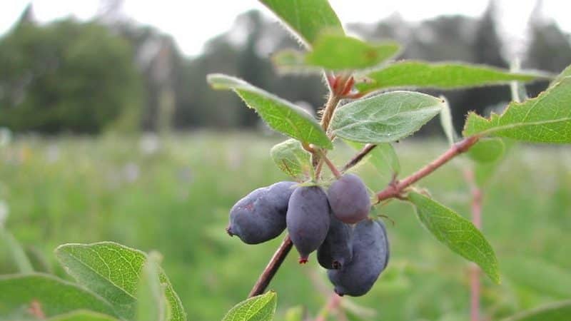 Kamchatka honeysuckle - penerangan dan jenis terbaik