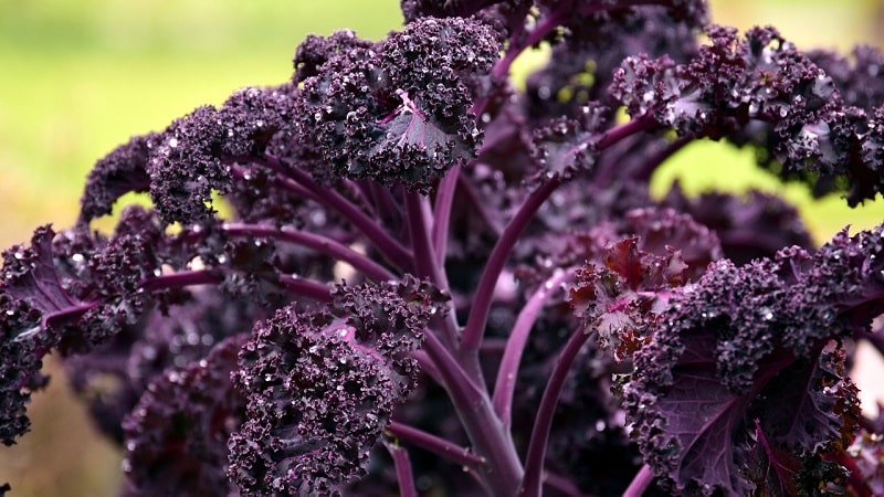 Kale cabbage - what kind of plant is it and what does it look like?