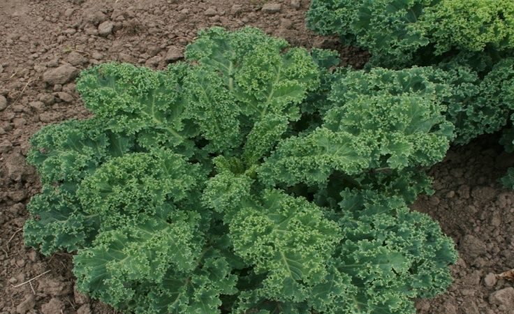 Kale cabbage - what kind of plant is it and what does it look like?