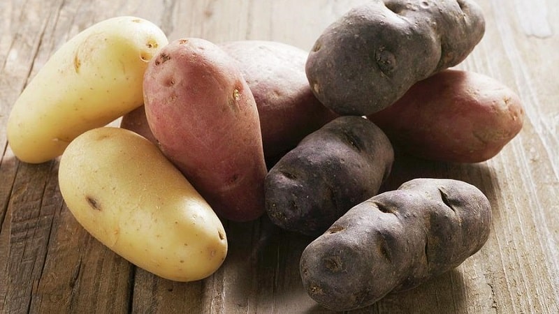 Tecnologia per preparare le patate per la semina