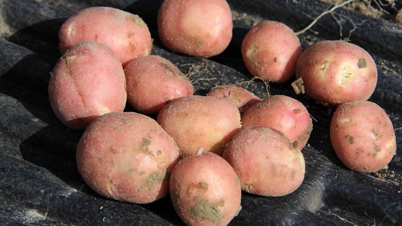 Tecnologia per preparare le patate per la semina