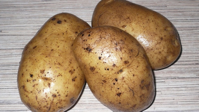 Pag-uuri ng patatas ayon sa uri