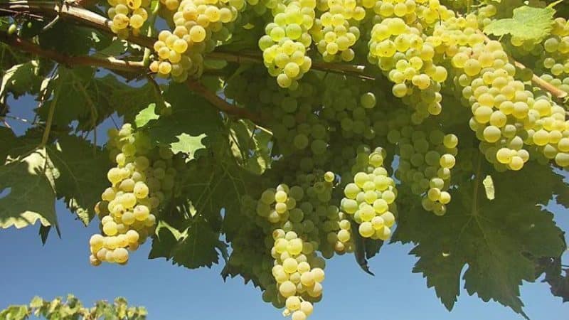 De quais variedades de uva francesa e Kuban é feito o conhaque?