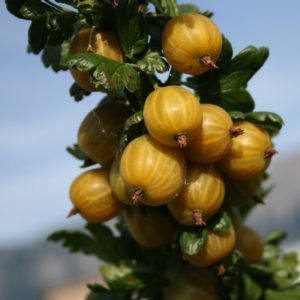 Matamis, frost-resistant gooseberry variety English yellow