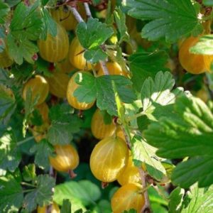 Matamis, frost-resistant gooseberry variety English yellow